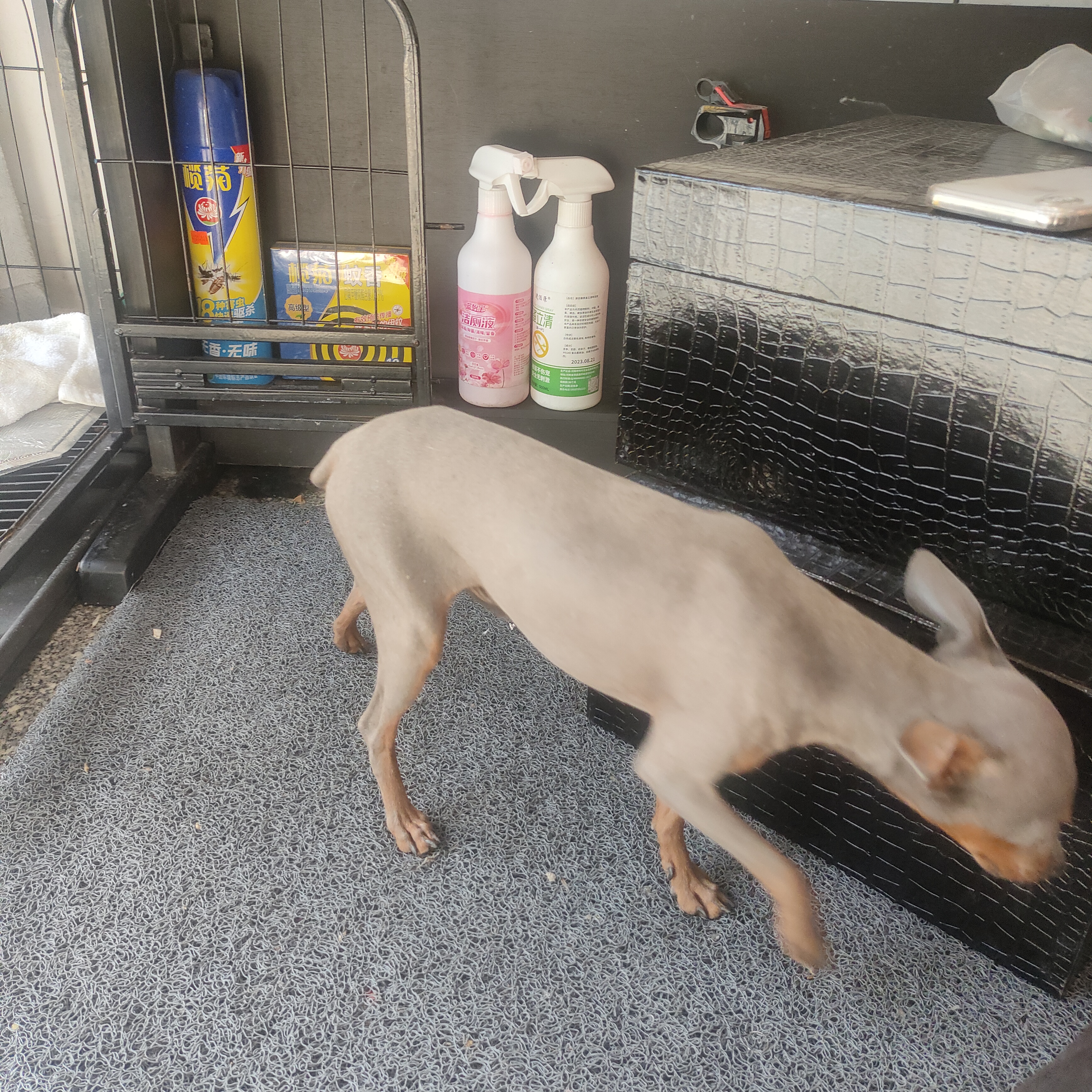 纯种小鹿犬蓝鹿，好品相公狗，品相好，小体型